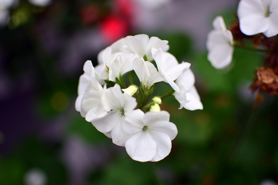 Flower 5428937 960 720